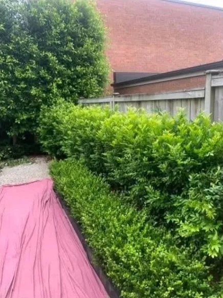 Before: courtyard hedges reshaped