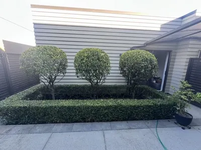 Three round clipped standard trees inside a square box hedge border in a courtyard
