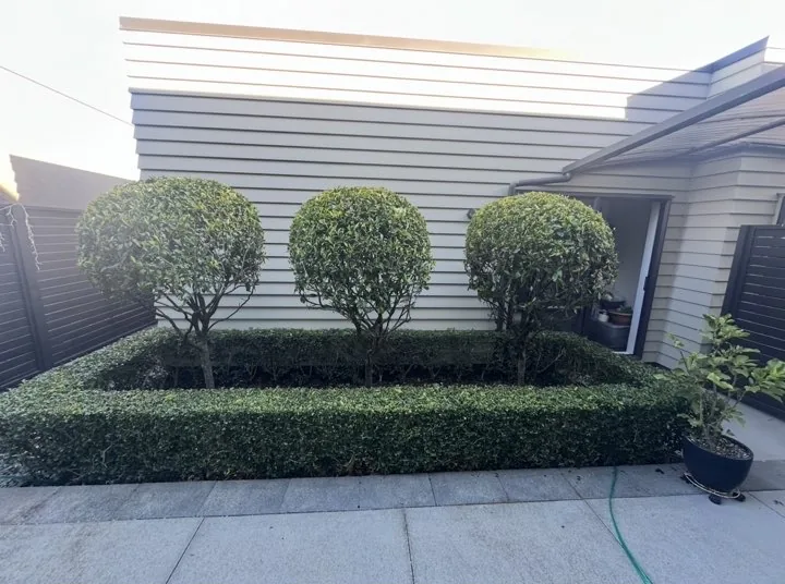 Three round clipped standard trees inside a square box hedge border in a courtyard