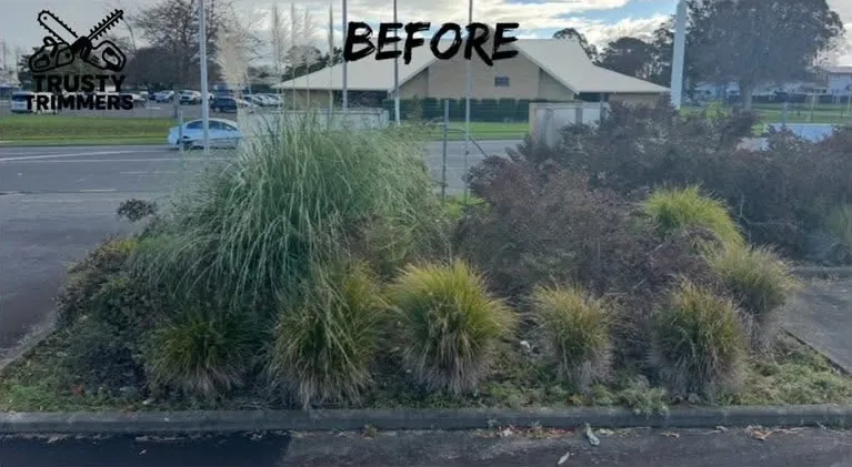 Before: overgrown garden bed cleared