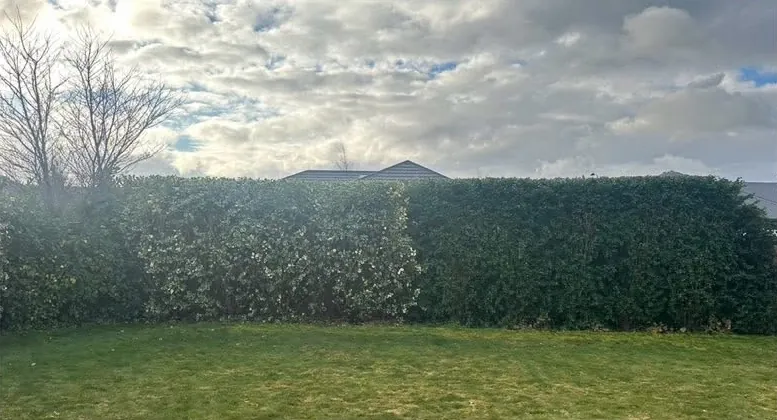After: long backyard hedge levelled