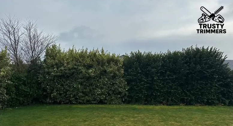 Before: long backyard hedge levelled
