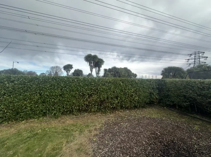 Long boundary hedge trimmed to an even height along the back of a section