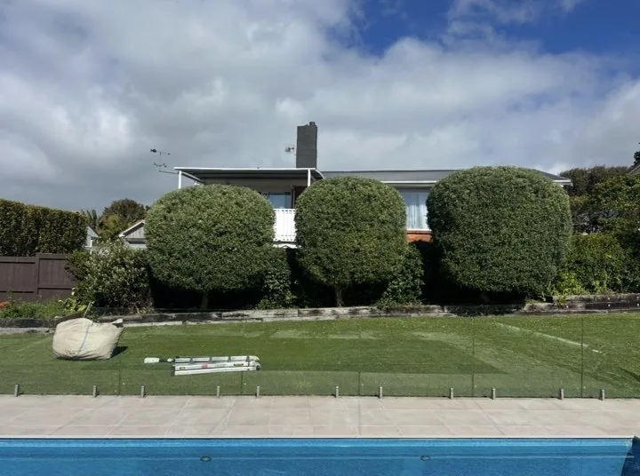 Three large round topiary shrubs trimmed above a lawn beside a swimming pool