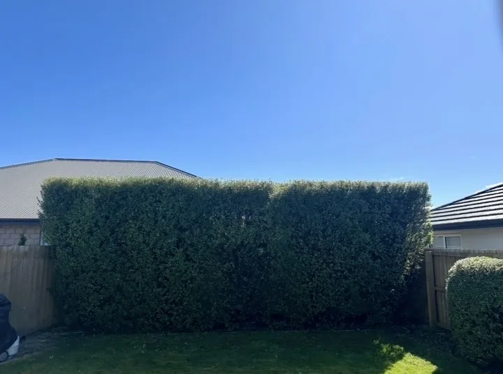 Tall privacy hedge trimmed flat on top and straight on the face above a fence