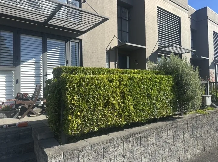 Square-cut hedge on top of a block retaining wall beside townhouses