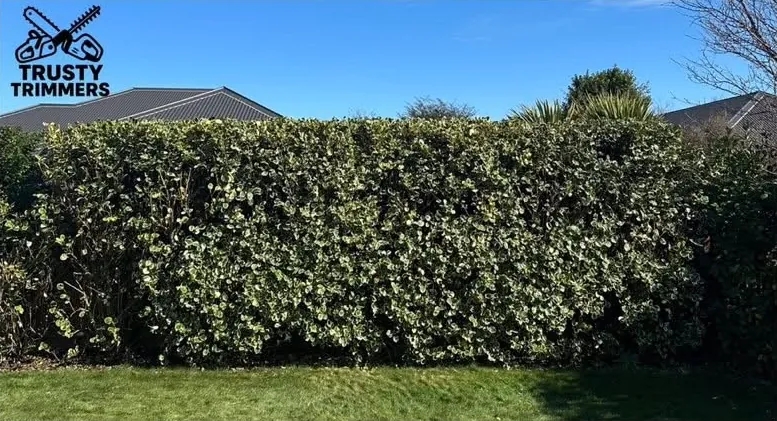 After: tall variegated hedge brought back into line