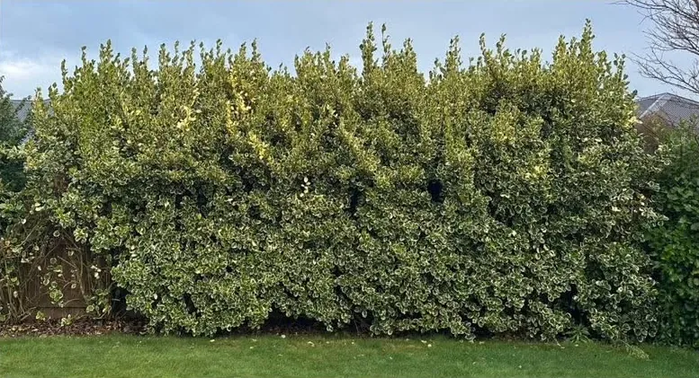 Before: tall variegated hedge brought back into line